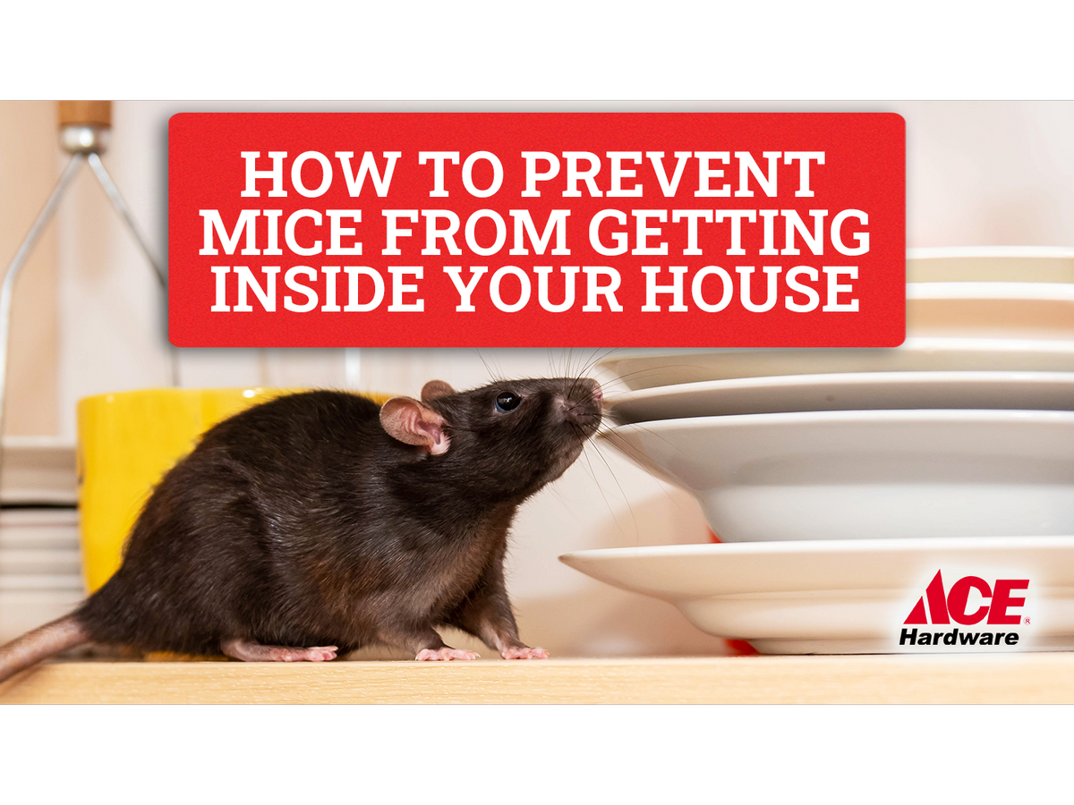 How to prevent mice from getting inside your house AHPI