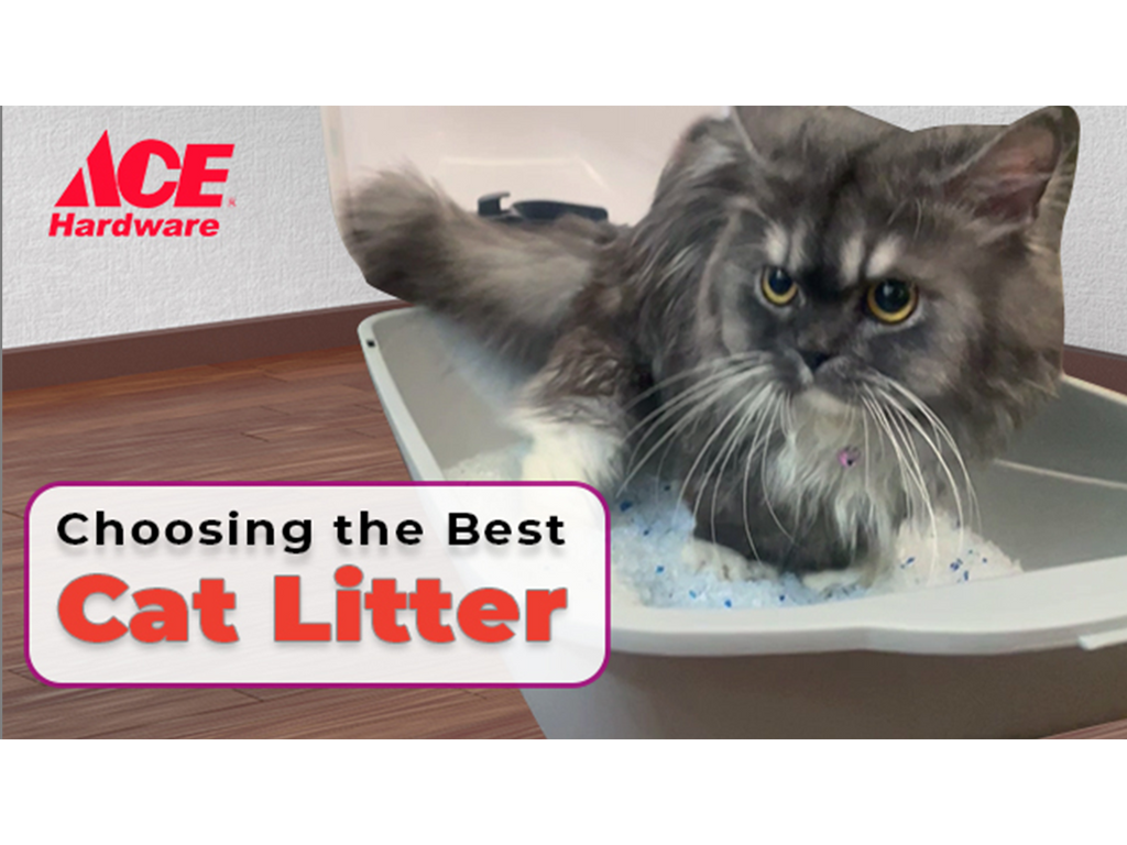 Choosing the Best Cat Litter