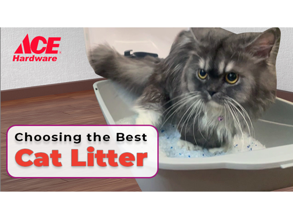 Choosing The Best Cat Litter AHPI choosing-the-best-cat-litter-ahpi
