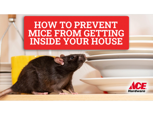 How to prevent mice from getting inside your house