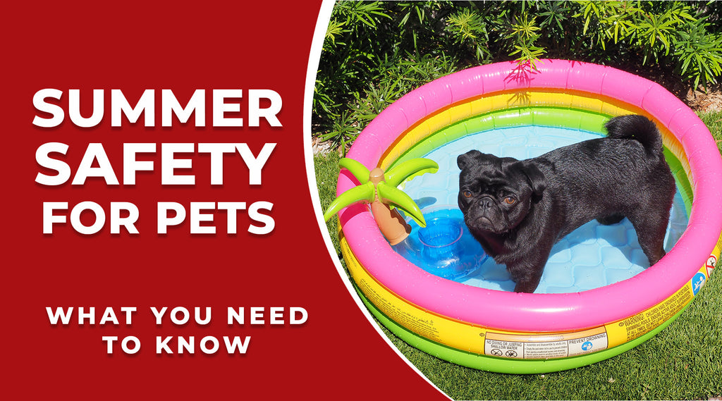 Summer Safety for Pets: What You Need to Know