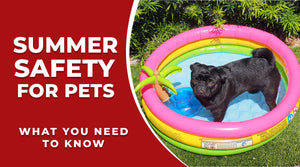 Summer Safety for Pets: What You Need to Know