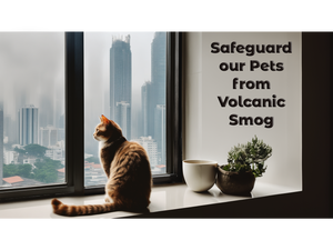 Safeguard our Pets from Volcanic Smog