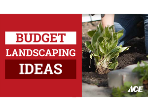 Budget landscaping ideas