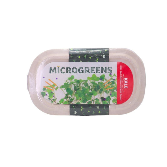 RAMGO Microgreens Kit Kale Red Russian 10G