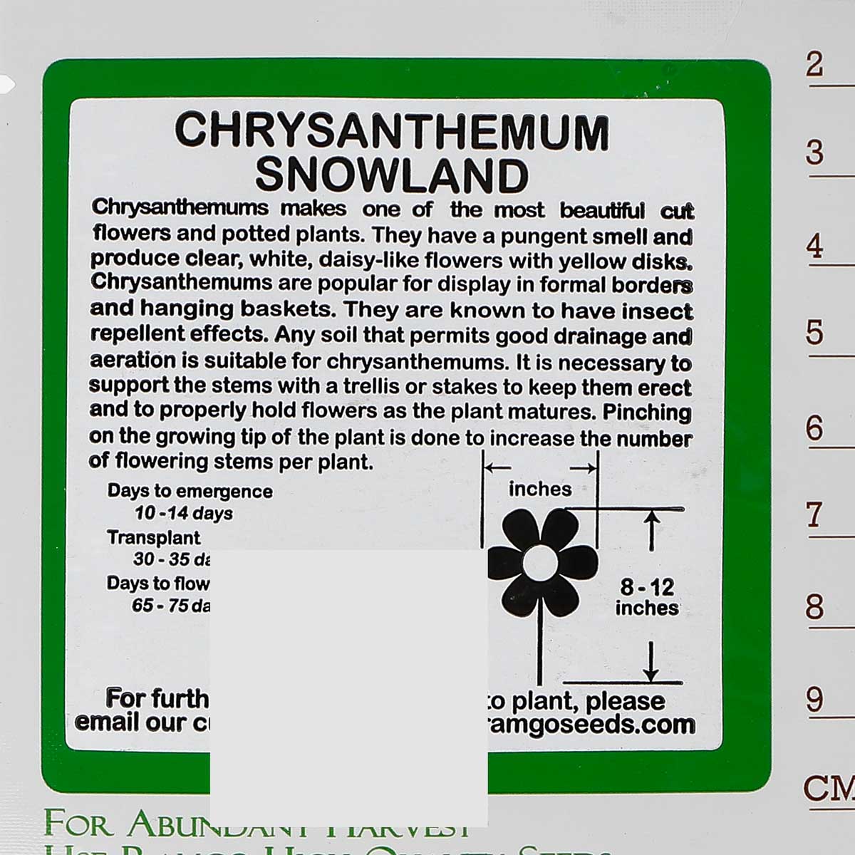 RAMGO Chrysanthemum Snowland Seeds
