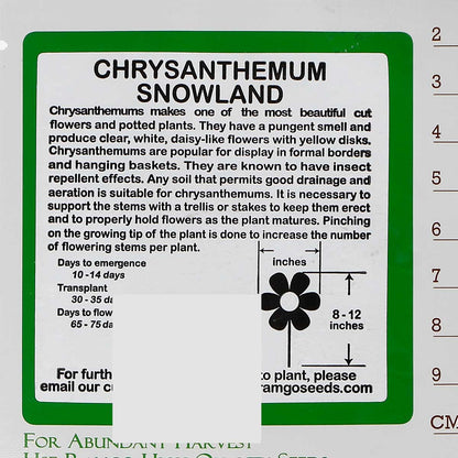RAMGO Chrysanthemum Snowland Seeds