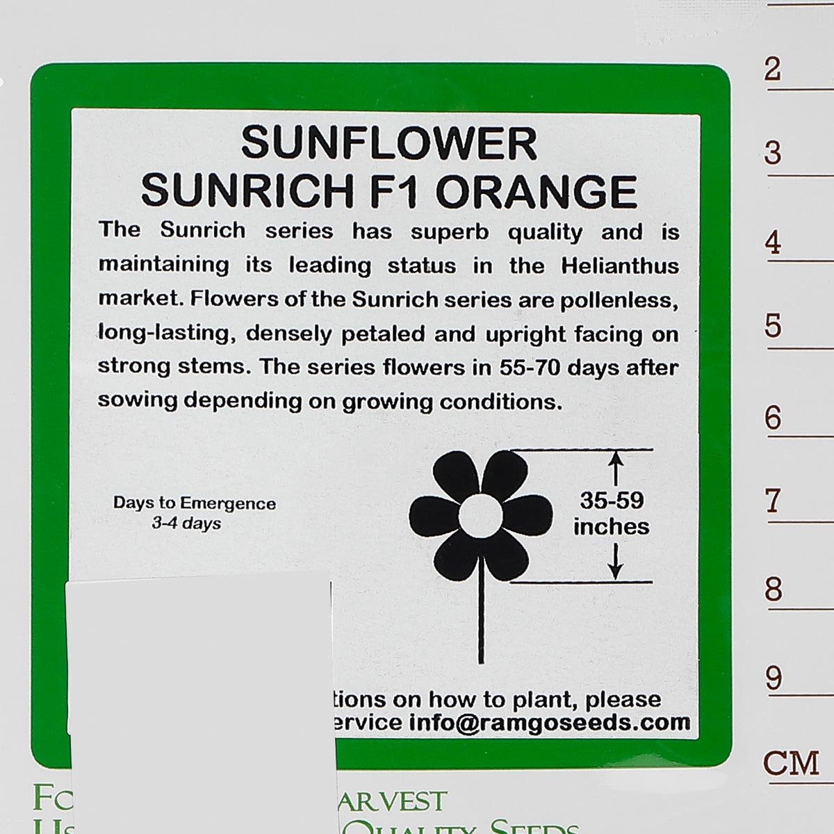 RAMGO Hybrid Helianthus Sunflower Sunrich Seeds - Orange